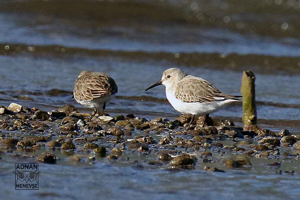 Dunlin